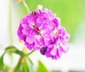 Close up of blooming wet purple flowers with raindrops - spring nature