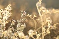 White Campion - Silene latifolia at sunrise