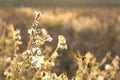 White Campion - Silene latifolia at sunrise