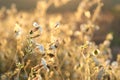 White Campion - Silene latifolia at sunrise