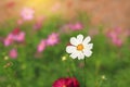 Close-up blooming white cosmos flower in the summer garden field in nature with rays of sunlight Royalty Free Stock Photo