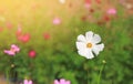 Close-up blooming white cosmos flower in the summer garden field in nature with rays of sunlight Royalty Free Stock Photo