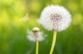 Macro shot on dandelion flowers and butterfly. Royalty Free Stock Photo