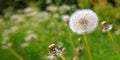 White dandelion isolated on green. Royalty Free Stock Photo