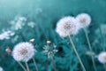 White dandelion isolated on green. Royalty Free Stock Photo