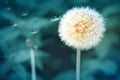 White dandelion isolated on green. Royalty Free Stock Photo