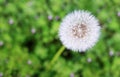 White dandelion isolated on green grass background. Royalty Free Stock Photo