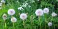 White dandelion isolated on green grass background. Royalty Free Stock Photo