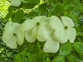 Close up of blooming white dogwood flowers in spring with green Royalty Free Stock Photo