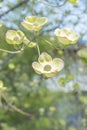 Close-up of blooming white flowering dogwood blossoms in early spring Royalty Free Stock Photo