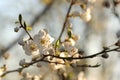 close up of blooming white flowers on a branch of a tree illuminated by the morning sun springtime april white spring flowers