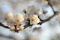 close up of blooming white flowers on a branch of a tree illuminated by the morning sun springtime april white spring flowers