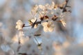 close up of blooming white flowers on a branch of a tree illuminated by the morning sun springtime april white spring flowers Royalty Free Stock Photo