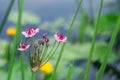 Close up of the blooming white inflorescence of Sagittaria latifolia broadleaf arrowhead, duck-potato, Indian potato, or wapato. Royalty Free Stock Photo