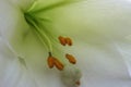 Close-up of a blooming white lily Royalty Free Stock Photo