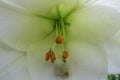 Close-up of a blooming white lily Royalty Free Stock Photo