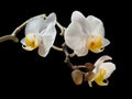 Close-up of blooming white moth orchid flowers on the black background. Royalty Free Stock Photo