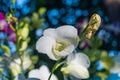 Close up of a blooming white orchid flower on blurred natural background Royalty Free Stock Photo