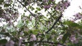 Close up for blooming white and pink apple trees, nature in spring time. Stock footage. Beautiful flower buds of Royalty Free Stock Photo