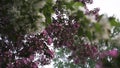 Close up for blooming white and pink apple trees, nature in spring time. Stock footage. Beautiful flower buds of Royalty Free Stock Photo