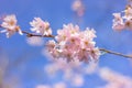 close up blooming white and pink sakura flowers in garden