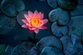 Close-up of blooming white,red and pink fancy waterlily or lotus flower Royalty Free Stock Photo