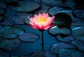 Close-up of blooming white,red and pink fancy waterlily or lotus flower Royalty Free Stock Photo