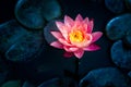 Close-up of blooming white,red and pink fancy waterlily or lotus flower Royalty Free Stock Photo