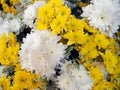 blooming white and yellow chrysanthemum bouquet Royalty Free Stock Photo