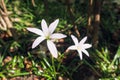 Close up of a blooming white Zephyranthes (Rain Lily) flower on blurred natural green background