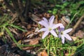 Close up of a blooming white Zephyranthes (Rain Lily) flower on blurred natural green background