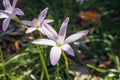 Close up of a blooming white Zephyranthes (Rain Lily) flower on blurred natural green background