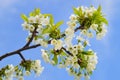 Close up of blooming wild cherry