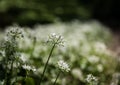 Close up of blooming wild garlic in the Brussels forests Royalty Free Stock Photo