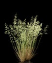 Wild flowering grass Poa annua Royalty Free Stock Photo