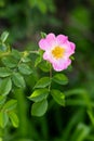 Close up of a blooming wild rose in spring time