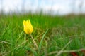 Close-up of blooming wild yellow tulip. Outdoor, spring steppe