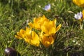 Blooming yellow crocuses herald spring