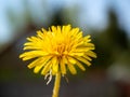 Close-up of a blooming yellow dandelion. Blurred green background. Day, selective focus Royalty Free Stock Photo