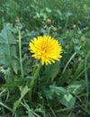 Close up blooming yellow dandelion flower. Bright flower dandelion on background of green spring grass. Royalty Free Stock Photo