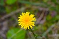 Close-up of a blooming yellow dandelion flower in a meadow. Royalty Free Stock Photo