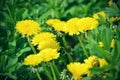 Close up of blooming yellow dandelion flowers Taraxacum officinale in garden on spring time. Detail of bright common dandelions