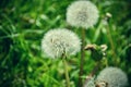 Close up of blooming yellow dandelion flowers Taraxacum officinale in garden on spring time. Detail of bright common dandelions Royalty Free Stock Photo