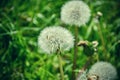 Close up of blooming yellow dandelion flowers Taraxacum officinale in garden on spring time. Detail of bright common dandelions