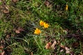 Close up of blooming yellow dandelion flowers Taraxacum officinale in garden on spring time. Detail of bright common dandelions in Royalty Free Stock Photo