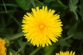 Close up of blooming yellow dandelion flowers Taraxacum officinale in garden on spring time. Detail of bright common