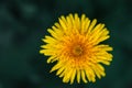 Close up blooming yellow dandelions on sunny day Royalty Free Stock Photo