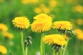 Close up blooming yellow dandelions on sunny day. Summer flower background Royalty Free Stock Photo