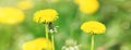 Close up blooming yellow dandelions on sunny day. Summer flower background Royalty Free Stock Photo