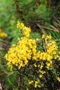 Yellow gorse bush